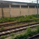 Ailantus altissima a Savigliano, provincia di Cuneo (foto M. Adamo) 